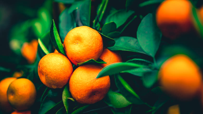 oranges growing on a tree