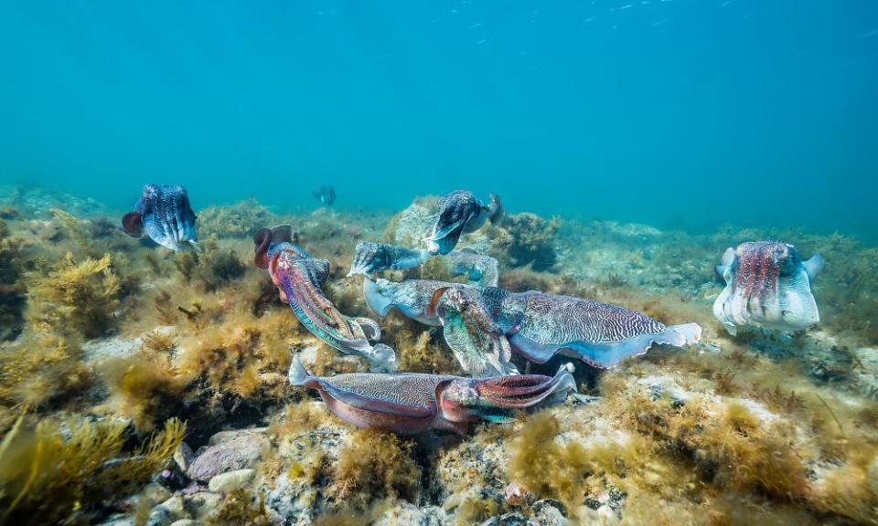 Group of male Australian giant cuttlefish males fighting over a female which is trying to lay her eggs, Point Lowly, South Australia..