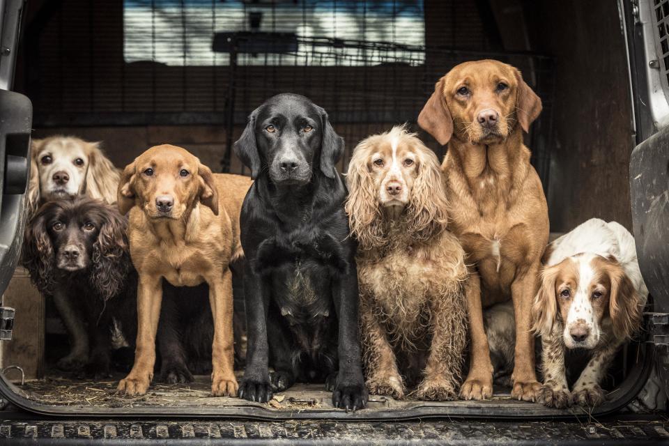 <strong>First Place</strong><br />"Wayne&rsquo;s Team"<br /> (Back row) Skye, age 13, lemon working cocker. (Front row) Jenny, age 9, liver working cocker. Pippin, age 1, yellow retriever. Milly, age 4, black retriever. Bramble, age 6, lemon/white working cocker. Ember, age 3, yellow retriever. Bonnie, age 4, yellow/white working cocker. U.K.