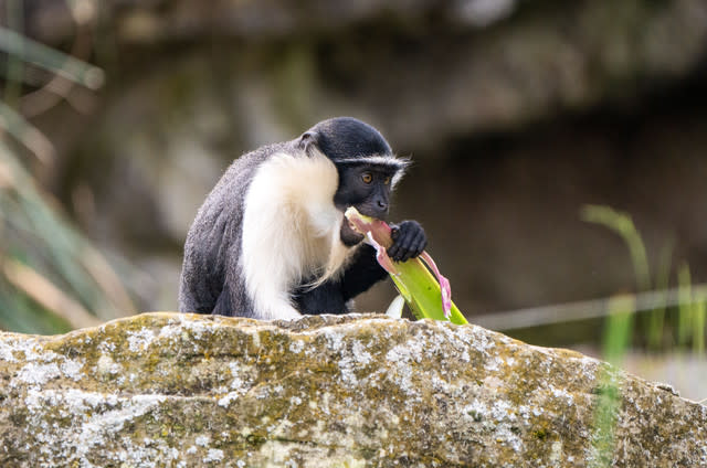 Chester Zoo welcomes rare new monkeys for the first time in 50 years as conservationists race to prevent their extinction