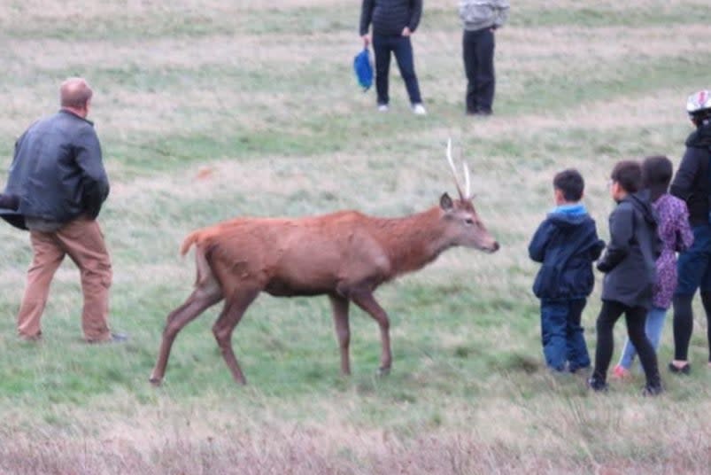 <p>A witness claimed that the group were feeding the deer</p>Twitter