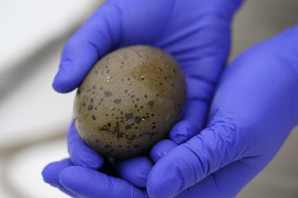 Biologist Tiffany Grade holds a non-viable loon egg collected from a floating nest on Squam Lake, Friday, June 25, 2021, in Holderness, N.H. Grade is studying the impact PCBs are having on loons and will examine the egg for possible PCB contamination. Researchers in New Hampshire have long struggled to understand why loon numbers have stagnated on the lake, despite a robust effort to protect them. (AP Photo/Elise Amendola)