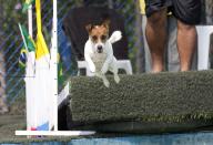 <p>Dog “Bacana” competes in the jumping competition during the Dog Olympic Games in Rio de Janeiro, Brazil, Sunday, Sept. 18, 2016. Owner of the dog park and organizer of the animal event Marco Antonio Toto says his goal is to socialize humans and their pets while celebrating sports. (AP Photo/Silvia Izquierdo) </p>