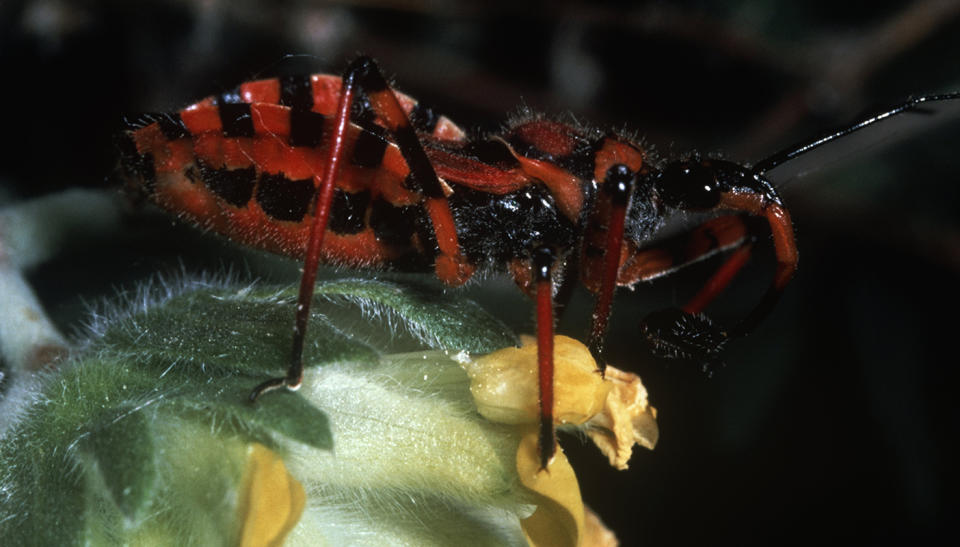 Blood-sucking 'kissing bugs' spread deadly Chagas disease