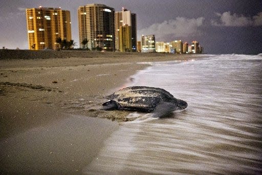 A loggerhead sea turtle returning to sea in north county.