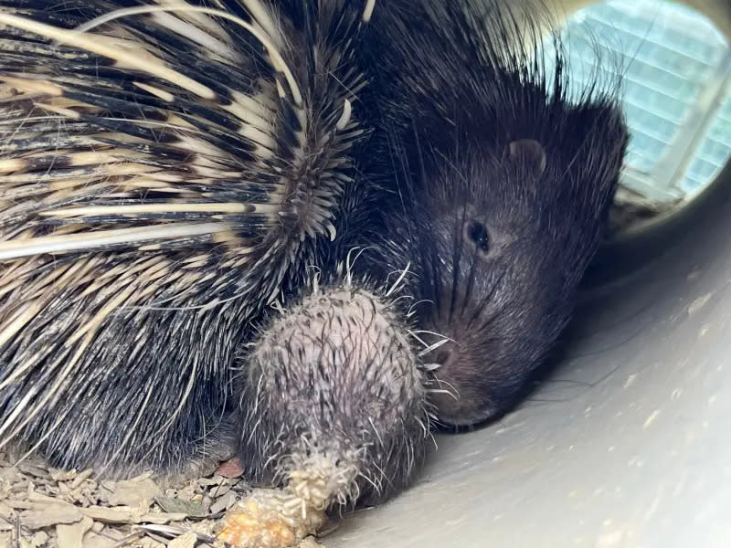 ▲新生冠豪豬出生模樣像極了小芋頭。（圖／壽山動物園提供）