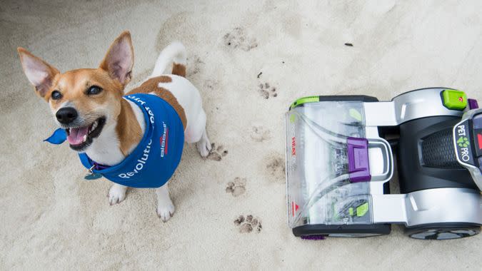 Dog next to Bissell vacuum