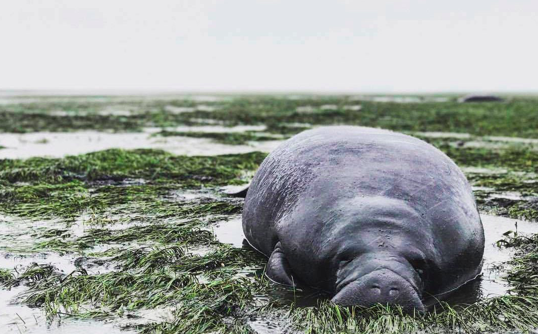 <em>The manatees were left stranded after Hurricane Irma sucked the water away (Marcelo Clavijo/Facebook)</em>