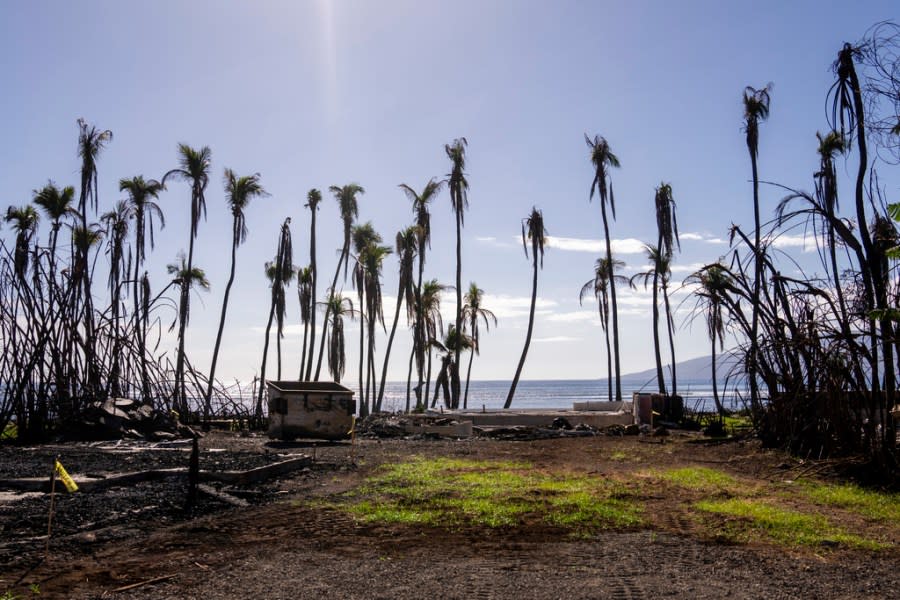FILE – Wilted palm trees line a destroyed property, Friday, Dec. 8, 2023, in Lahaina, Hawaii. The nonprofit Entertainment Industry Foundation says the People’s Fund of Maui, which was started by Oprah Winfrey and Dwayne Johnson to benefit survivors of the wildfires last summer, has given away almost $60 million over six months to 8,100 adults. (AP Photo/Lindsey Wasson, File)