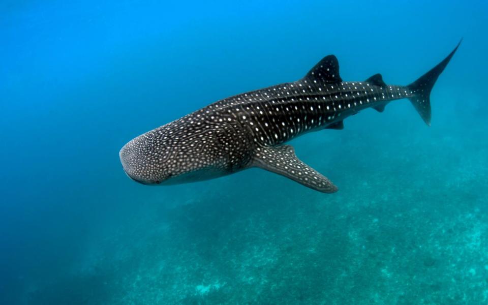 whale shark