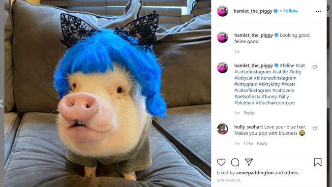 Hamlet (@hamlet_the_piggy)