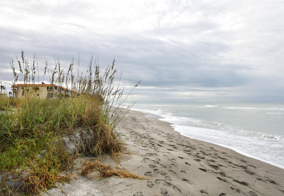Beach erosion is visible at Turtle Beach Park, where sea oats have been undermined by waves. A beach repair project is expected to begin on south Siesta Key in March 2023.