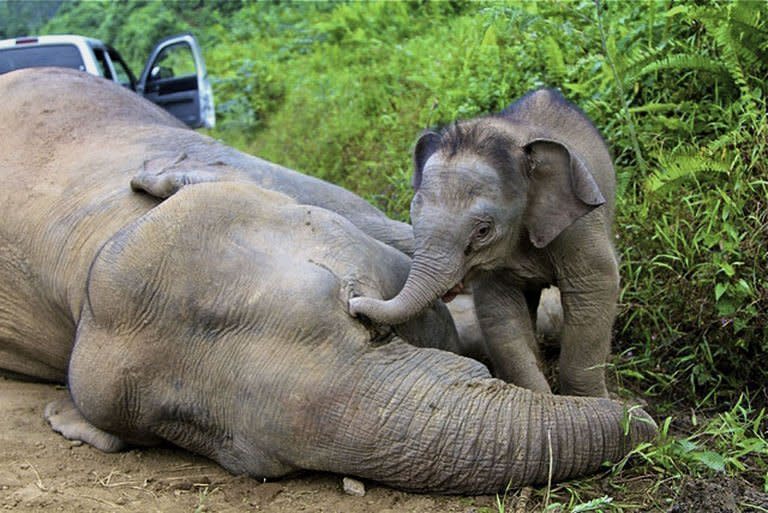 An elephant calf stands close to its dead mother in the Gunung Rara Forest Reserve in Malaysian Borneo on January 29, 2013 in an image released by the Sabah Wildlife Department. Three more endangered Borneo pygmy elephants were found dead in Malaysian Borneo Wednesday of suspected poisoning, wildlife officials said, adding to 10 carcasses discovered earlier this month