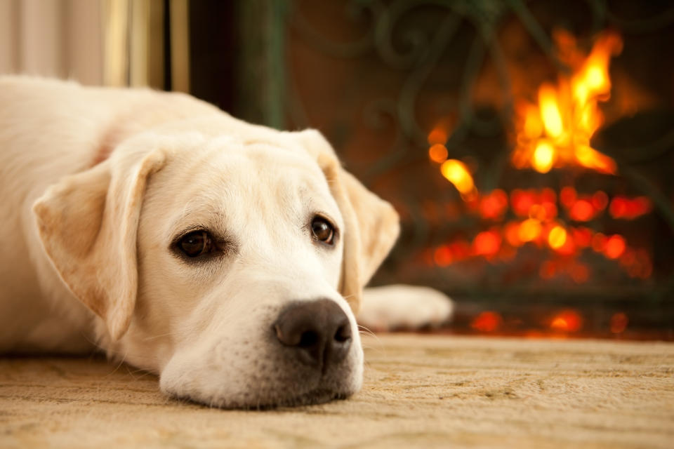 If it’s too cold for you it is probably too cold for your pets. Photo: Getty