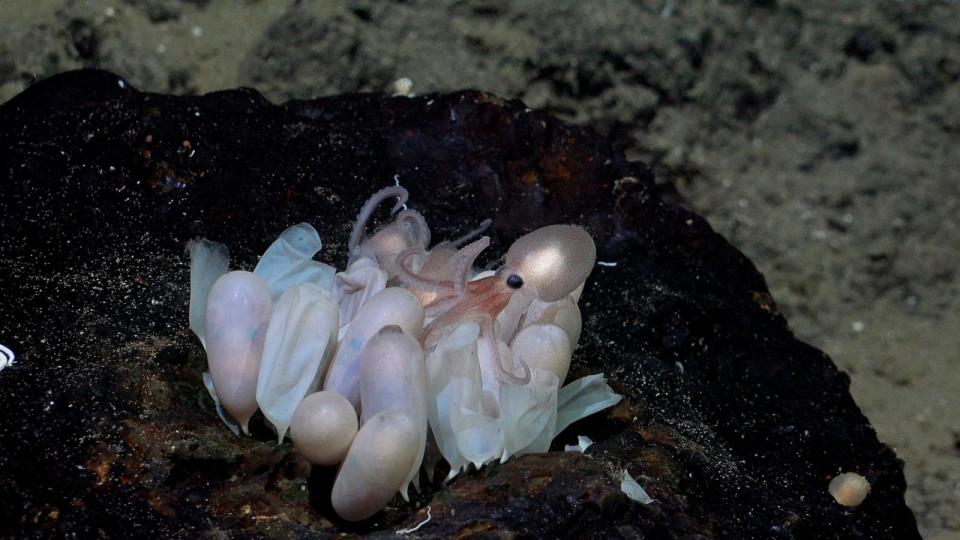 PHOTO: An octopus hatchling emerges from a group of eggs (Schmidt Ocean Institute/ROV SuBastian / Schmidt Ocean Institute)