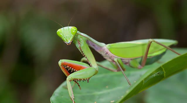 Mr Henderson said the praying mantis is a popular pet in Queensland. Photo: Supplied/ Alan Henderson/ Minibeast Wildlife