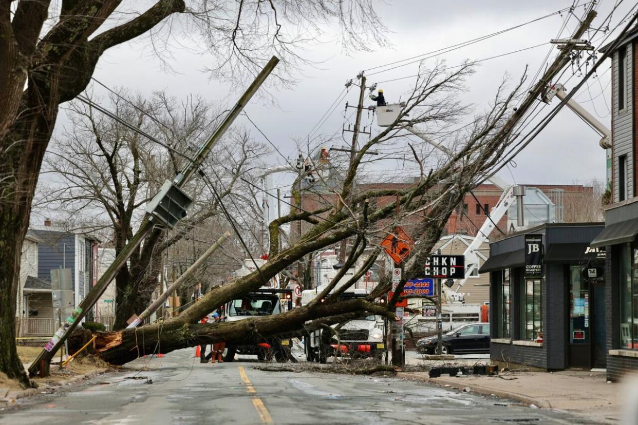 Emergency crews in Halifax work to restore power and clear the scene after a tree fell down on North St. on Sunday.  (Jeorge Sadi/CBC - image credit)