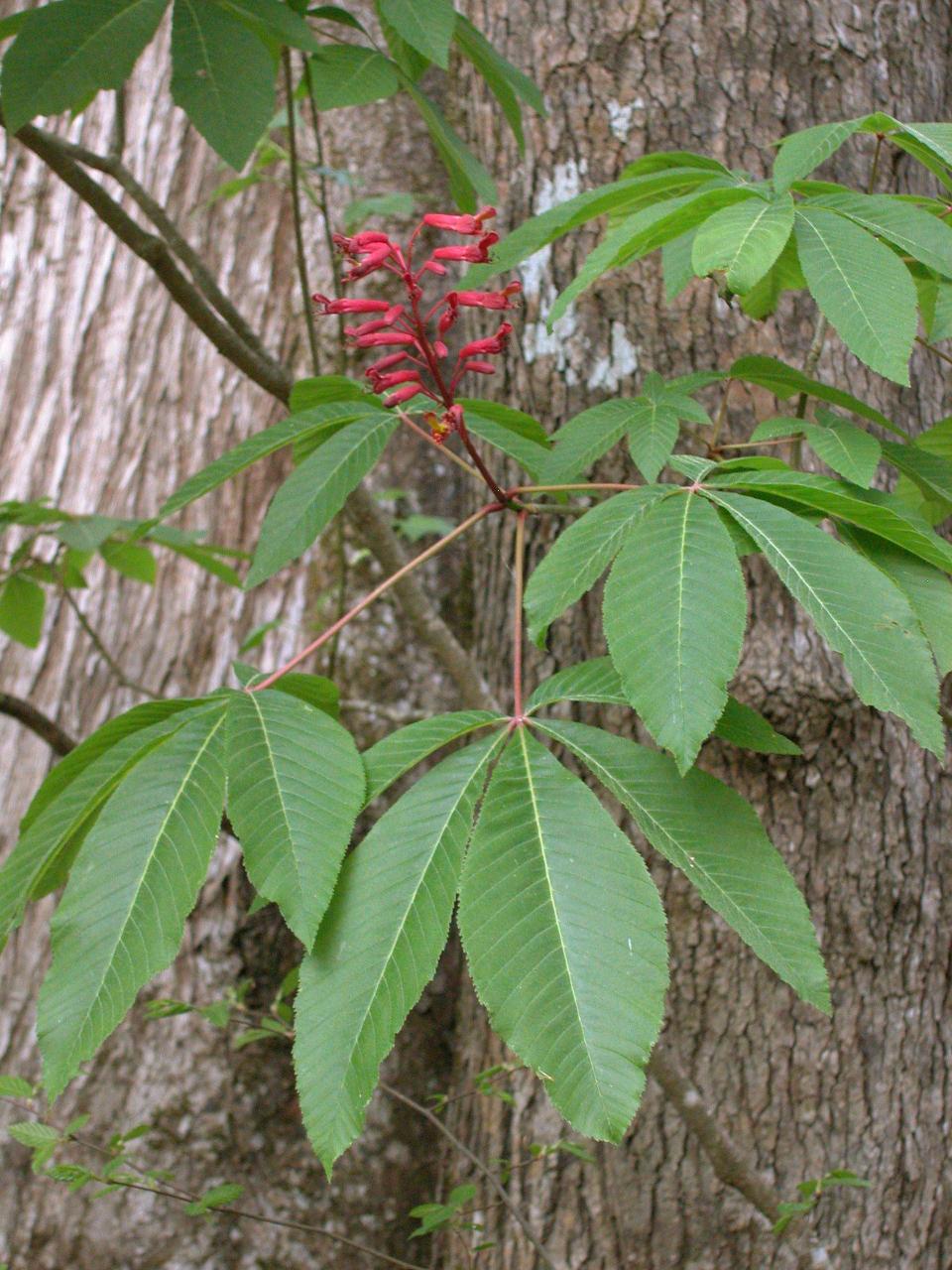 Red buckeye is most often a small, slender tree, or just as commonly, a shrub