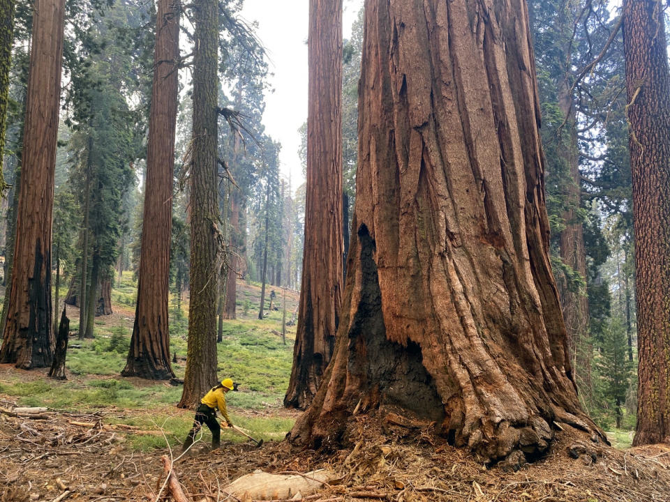 FILE - In this photo provided by the National Park Service, a firefighter clears loose brush from around a Sequoia tree in Mariposa Grove in Yosemite National Park, Calif., in July 2022. The U.S. Forest Service is taking emergency action to speed up approval of projects to clear underbrush in giant sequoia groves to save the world's largest trees from the increasing threat of wildfire. (Garrett Dickman/NPS via AP, File)