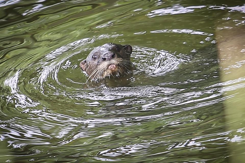 A group of otters is spotted in a lake at Taman Tasik Metropolitan Kepong. — Picture by Hari Anggara