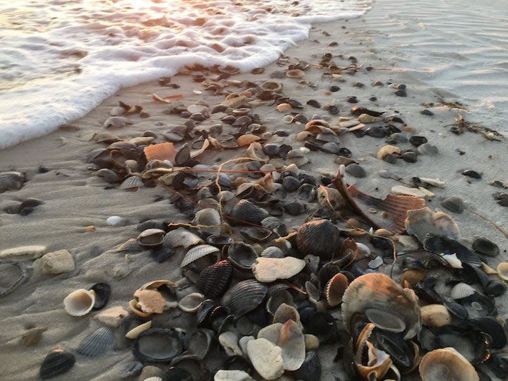 There's great shelling to be found along the Alabama shore, especially on Dauphin Island, near Gulf Shores.