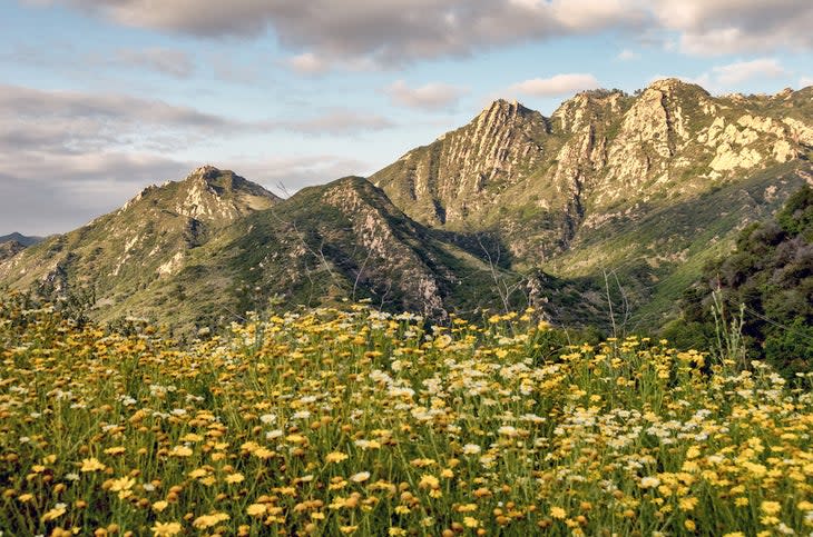 Wild flowers bloom in spring at the Santa Monica mountains recreation area in Southern California