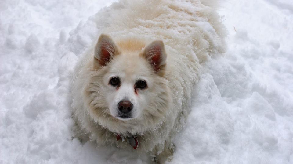 American Eskimo Dog