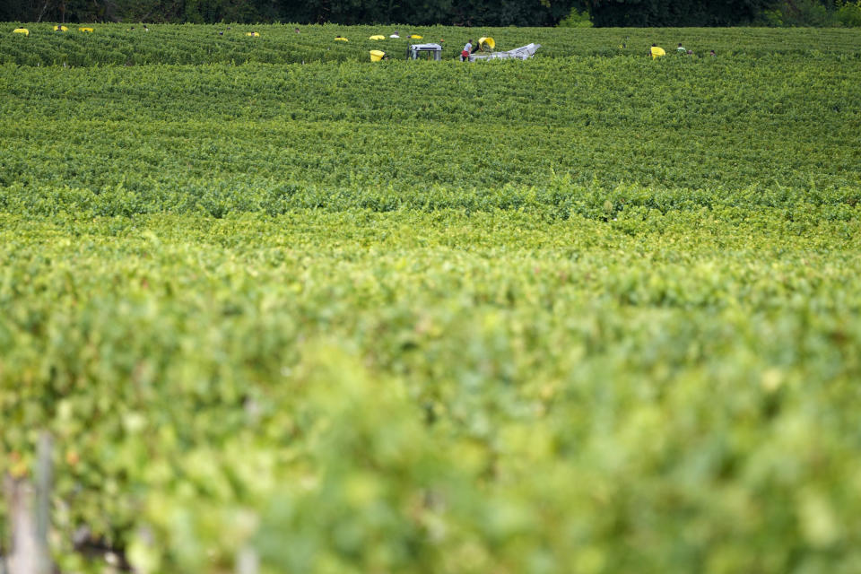 Workers collect white grapes of sauvignon in the Grand Cru Classe de Graves of the Château Carbonnieux, at Pessac Leognan, south of Bordeaux, southwestern France, Tuesday, Aug. 23, 2022. Eric Perrin, one of the owners of the estate, recalled that during his childhood, in the 1970s, harvests started around mid-September. This year, they began on Aug. 16. (AP Photo/Francois Mori)