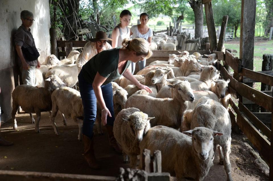 Guests rounding up sheep at an Uruguayan estancia (Ben West)