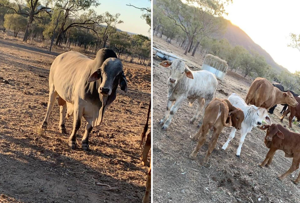 Pictured is Kylie Thatcher's cattle on barren farmland in Kabra, Queensland