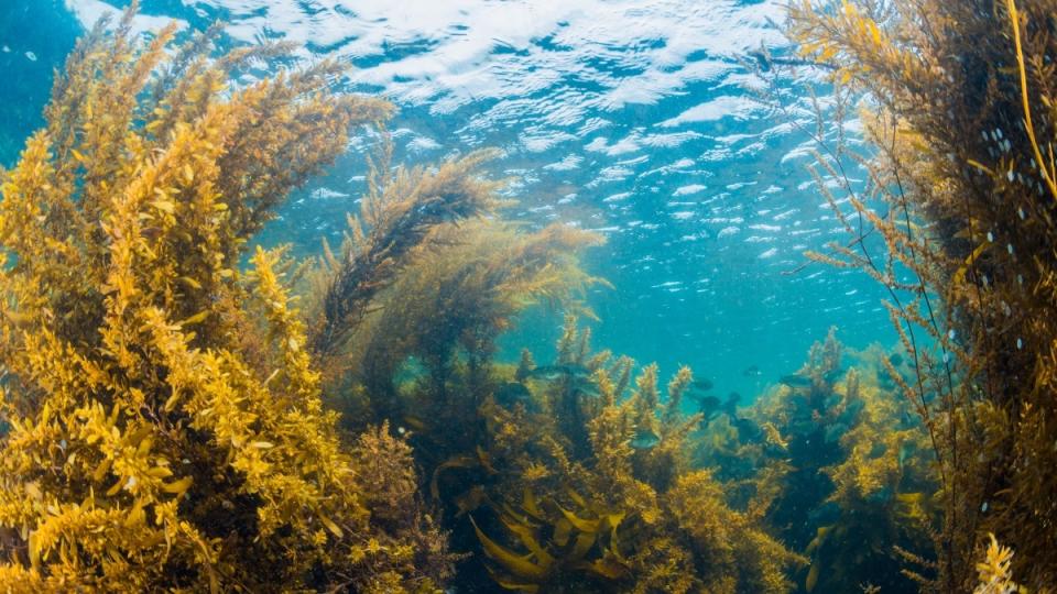 Brown seaweed underwater, which is one of the best fast-acting heartburn remedies