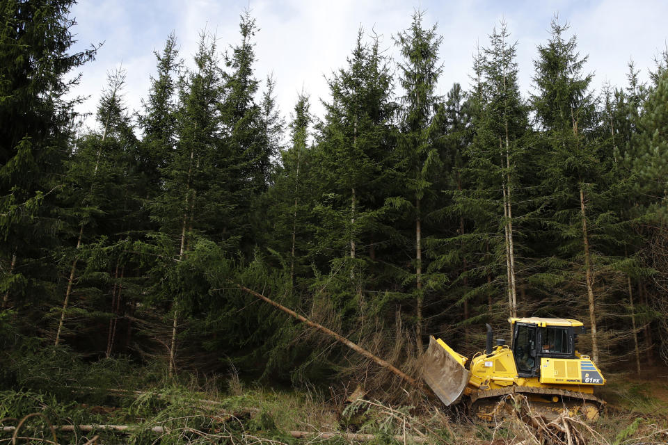 A bulldozer knocks down non-native trees in Monongahela National Forest, W.Va., on Aug. 26, 2019. After miners left West Virginia's Cheat Mountain in the 1980s, there was an effort to green the coal mining sites to comply with federal law. Companies planted "desperation species" _ grasses with shallow roots or non-native trees that could endure, but wouldn't reach their full height or restore the forest as it had been. (AP Photo/Patrick Semansky)