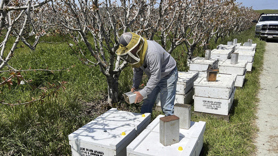 Beekeeper Gene Brandi checks the condition of his hives at a cherry tree orchard in San Juan Bautista, Calif., Thursday, Aug. 6, 2023. (AP Photo/Terry Chea)
