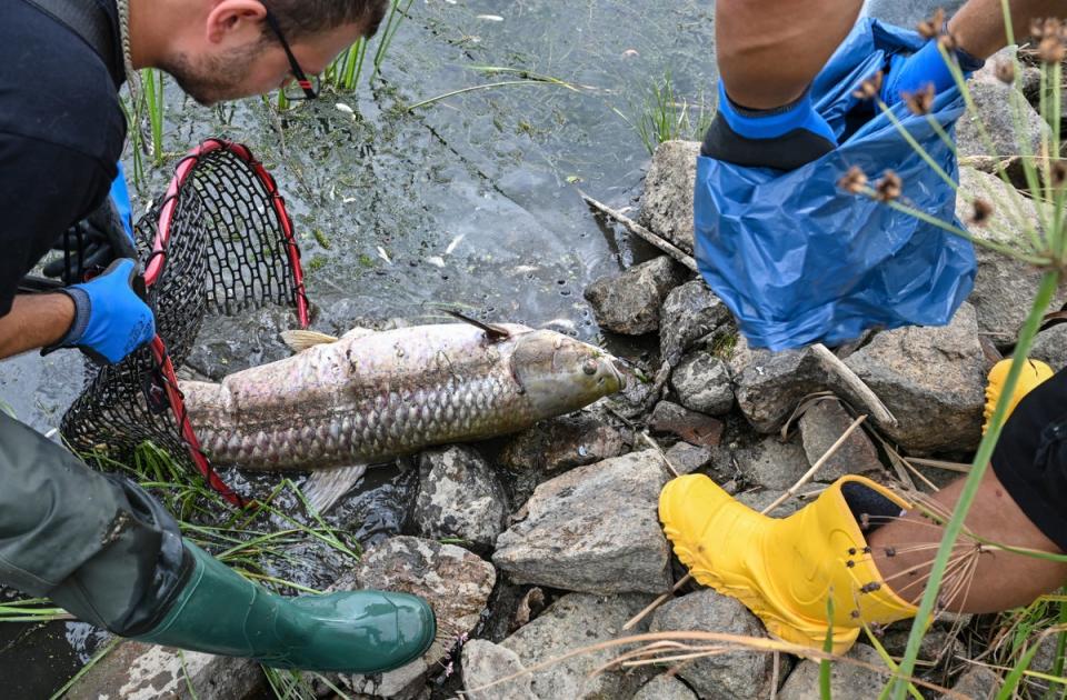 Thousands of dead fishes recovered from Oder river: Volunteers recover dead fish from the water ((c) Copyright 2022, dpa (www.dpa.de). Alle Rechte vorbehalten)