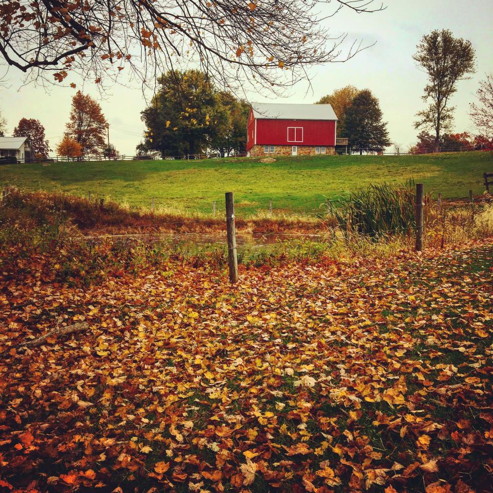 Fall leaves on Alan D. Miller's farm near Walnut Creek.