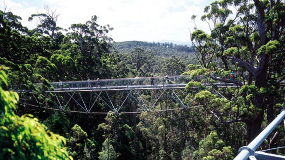 2003 : Tree Top Walk through Tingle forests of Walpole in WA in 2003 image.\nWestern Australia / Travel