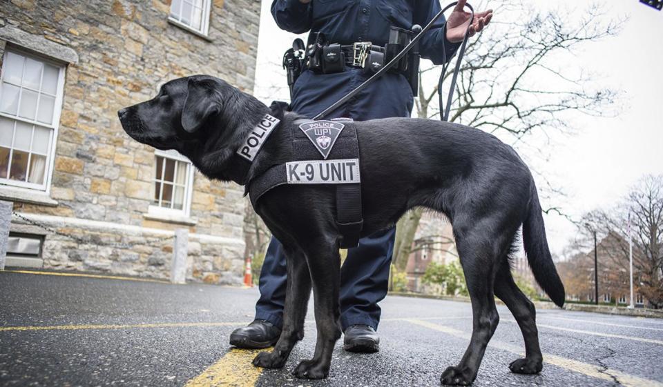 In this Nov. 29, 2016 photo, Bella, a Worcester Polytechnic Institute police department explosives detection dog stands on campus with handler officer Brian Lavelle in Worcester, Mass. The International Association of Campus Law Enforcement Administrators said there has been an increase in the use of these dogs at colleges over the past year with bombings occurring more frequently worldwide. (Steven King/Worcester Polytechnic Institute via AP)
