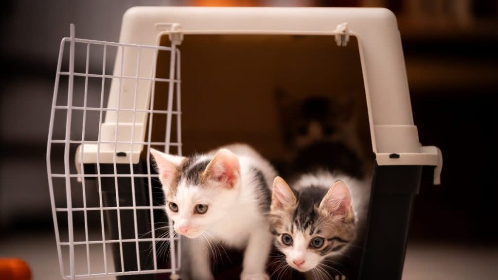 Two kittens in a carrier, like the ones who were stolen from a shelter in Florida.