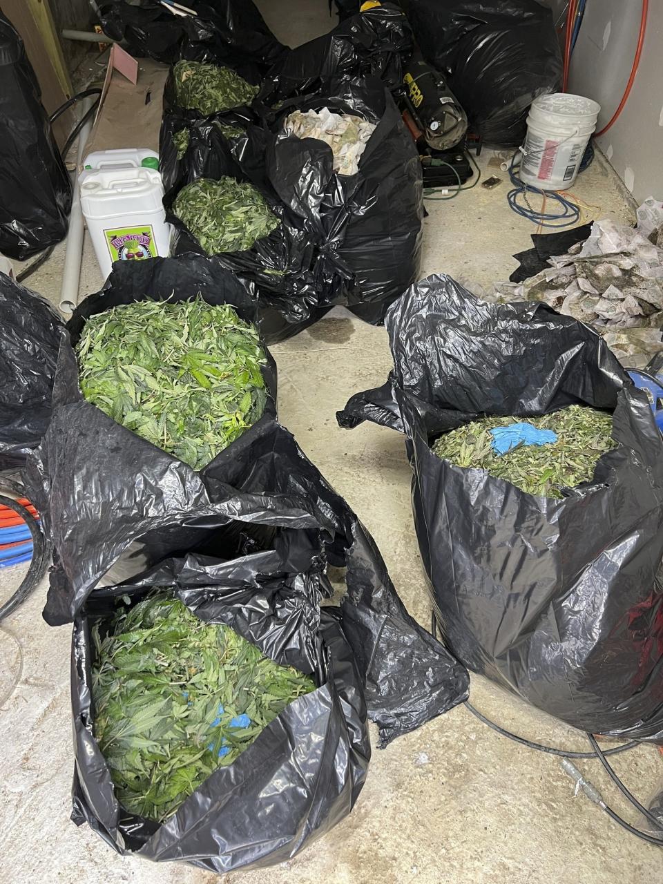 This photo provided by Penobscot County Sheriff's Office shows the seizure of 40 pounds of processed marijuana from a hidden grow operation in Maine. Court documents detailing how Xisen Guo, a Chinese man came to Maine to transform a rural house into a high-tech, illicit grow operation were detailed in court files unsealed this week with the arrest of the alleged operator, Friday, April 19, 2024. (Penobscot County Sheriff's Office via AP)