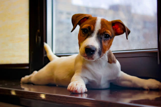 3. Jack Russell Terrier