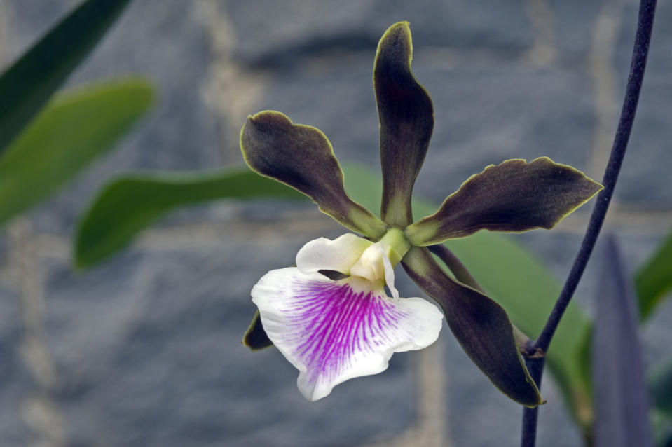 Encyclia Orchids
