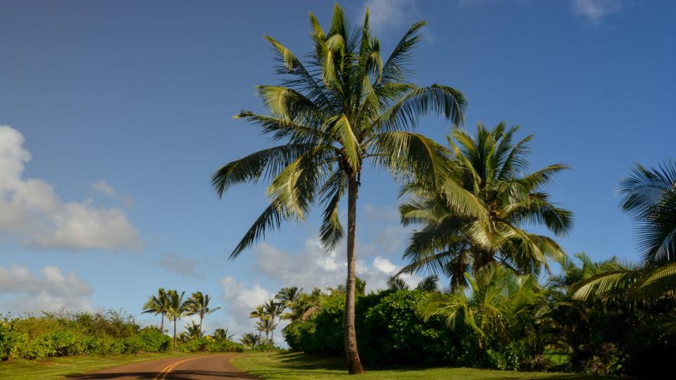 Tropical highway on Kauai, Hawaii