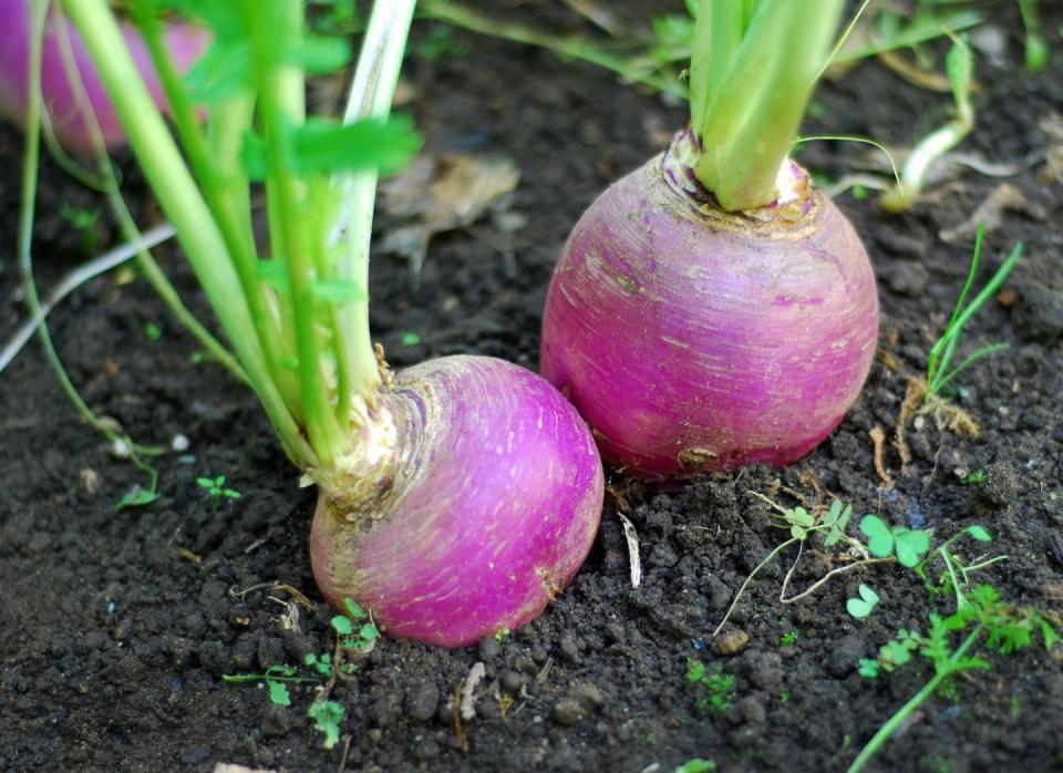 turnips