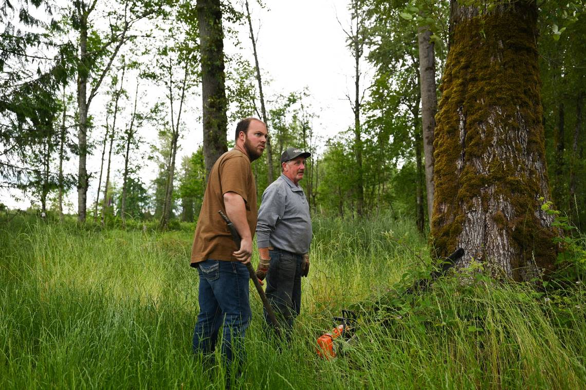 Members of the Buckley Log Show committee assess the best way to cut down a tree that has been donated to them for the 50th anniversary Buckley Log Show on Thursday, June 27, 2024 in Buckley.