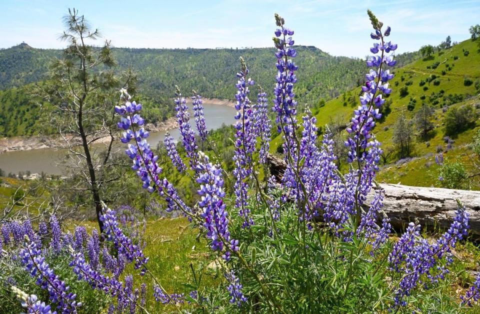 Las 'wild lupines' florecen junto al Sendero del Río San Joaquín y la parte superior del lago Millerton, el miércoles 12 de abril de 2023.