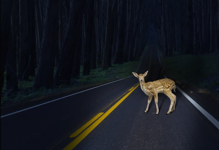 A young deer stands alone on an empty road at night, with a forest on either side