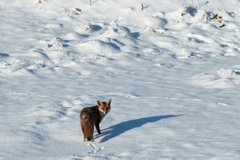 A fox walks around the Black Country Living Museum in Dudley, which has previously been used as a set for the BBC drama Peaky Blinders, and is now being used as a covid vaccination centre. Picture date: Monday January 25, 2021. (Photo by Jacob King/PA Images via Getty Images)