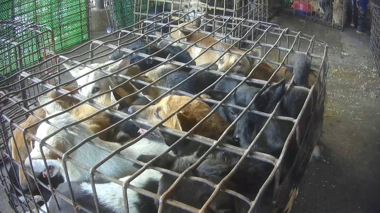 Dog and cat meat trade transport and supply investigation in Viet Nam