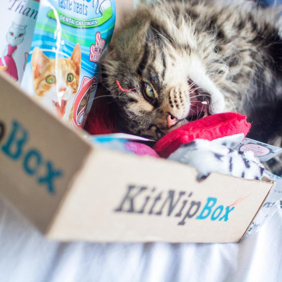 KitNipBox subscription boxes are 35 percent off today. (Photo: Amazon)
