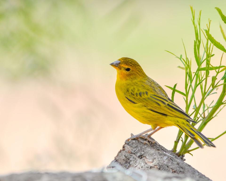 In California ... it's illegal to whistle for a lost canary before 7 a.m.